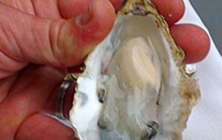 How to Shuck Oysters