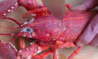 How to Prepare a Lobster