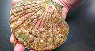 How to Prepare a Scallop