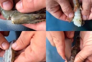 How to Prepare Tiger Prawns