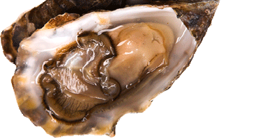 Mussel Inn Oyster Dishes